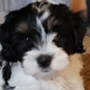 Meet your Posher, Janet